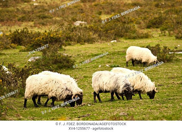 Mutton goat in Erro Valley, Navarre, Spain, Europe