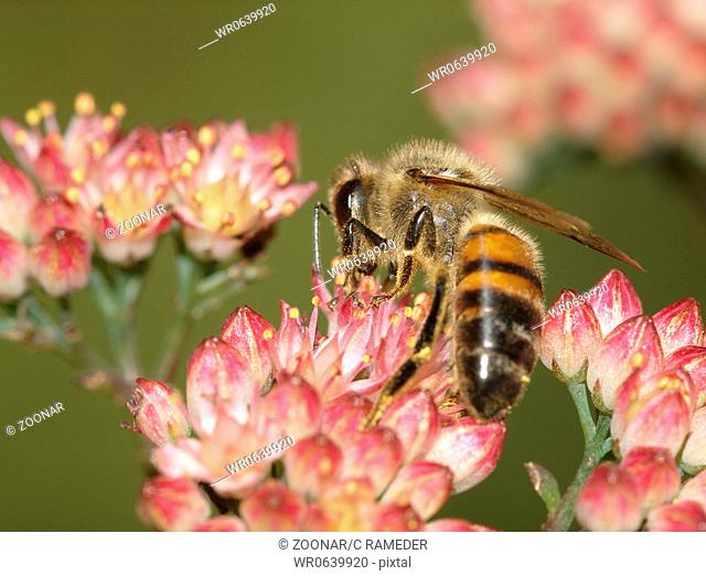 Biene auf Sedum