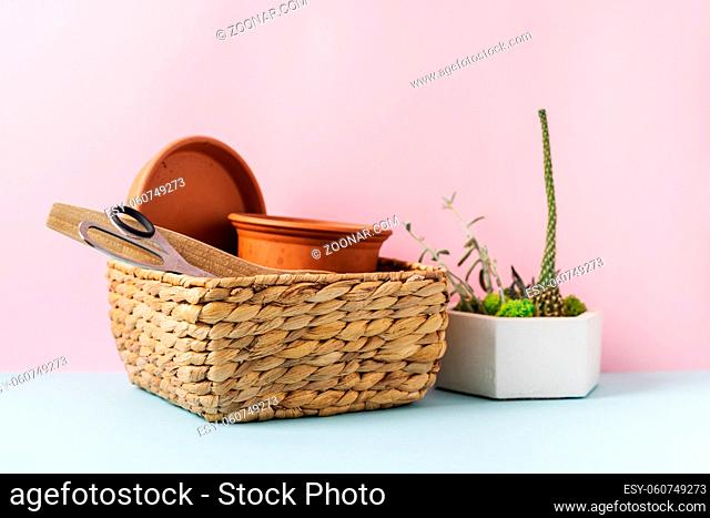 Home gardening tools on blue and pink background. Spring household work. High quality photo