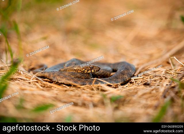 Dice snake, natrix tessellata, hiding in a dry grass on a meadow. Wild reptile resting on the ground from low angle perspective
