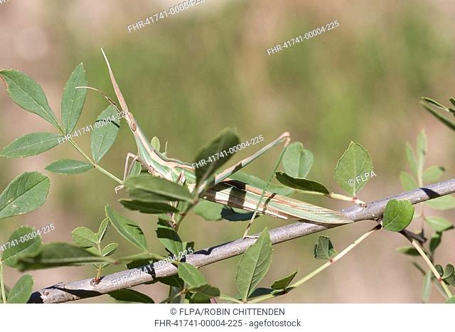 Mediterranean Slant-faced Grasshopper Acrida ungarica adult, camouflaged amongst leaves on twig, Portugal, may