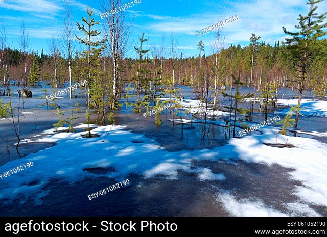 Snowy Russian landscape in the spring forest