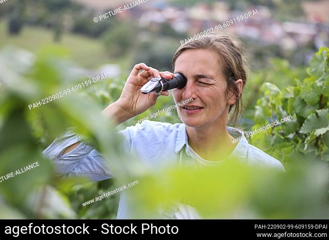 02 September 2022, Saxony-Anhalt, Freyburg: Head vineyard guard Franziska Zobel uses a refractometer to measure the Oechsle value of grapes in the Ehrauberge...