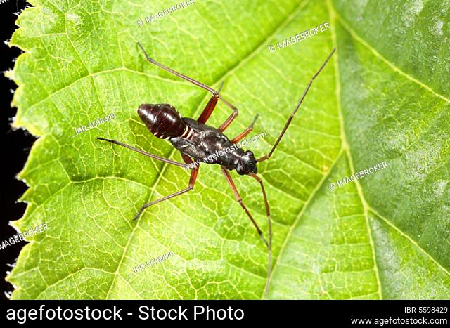Capsid bug (Miridae), Other animals, Insects, Animals, bow, Bugs, Mirid bow (Miridae sp.) nymph, mimicking ant, Powys, Wales, United Kingdom, Europe