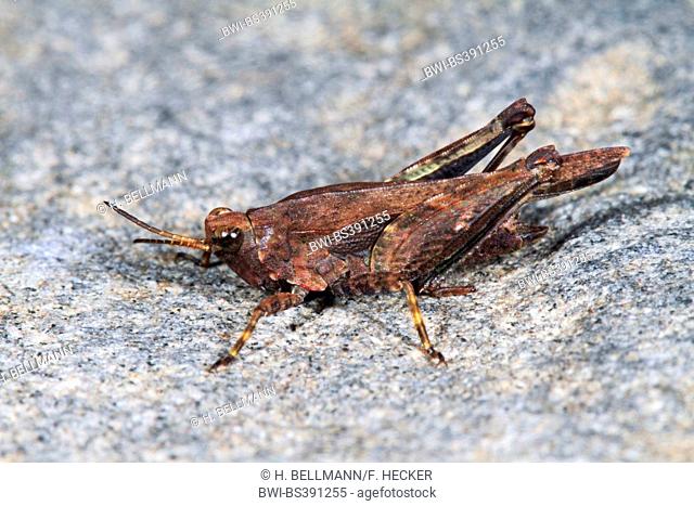 Slender groundhopper (Tetrix subulata, Tetrix subulatum, Acrydium subulatum), sitting on the ground, Germany