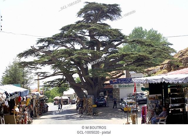 Cedar tree in the town of Ehden, Lebanon