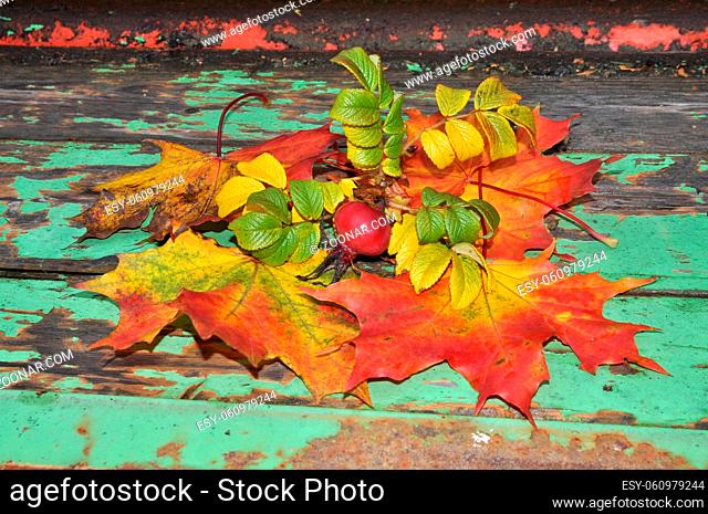 Herbst, blatt, blätter, ahornblatt, ahorn, laub, herbstlaub, bunt, farbe, oktober, hagebutte, gelb, orange, rot, braun, natur, jahreszeit