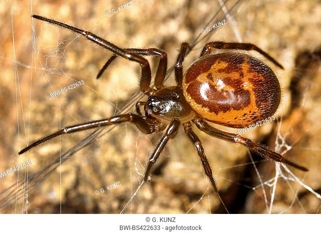 tangle-web spider (Steatoda spec.), in its web, France, Corsica