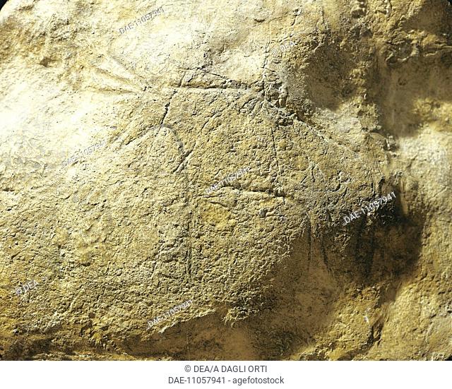 Prehistory, Italy. Mould of rock engravings at the Cave of Addaura (Palermo province), depicting cattle.  Palermo, Museo Archeologico Regionale (Archaeological...