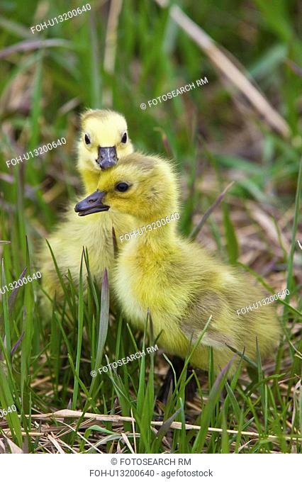 family baby spring nature geese goslings in cute
