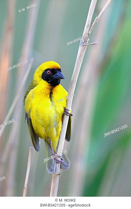 African masked weaver (Ploceus velatus), male sits in reed, South Africa, Western Cape, Karoo National Park