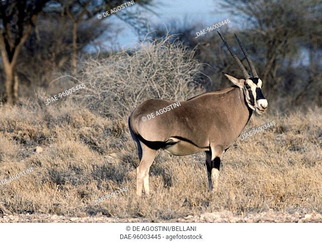 East African oryx (Oryx beisa), Bovidae