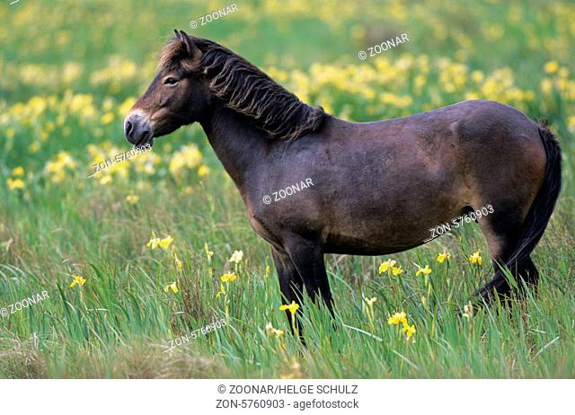 Exmoor-Pony - Stute steht aeugend auf einer Sumpfwiese mit Sumpf-Schwertlilien - (Exmoor Pony) / Exmoor Pony mare standing in a marshy meadow with Yellow Iris /...