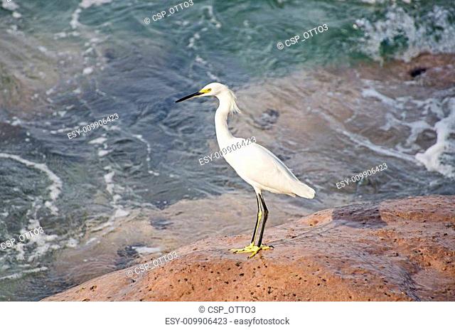 White egret on a rock