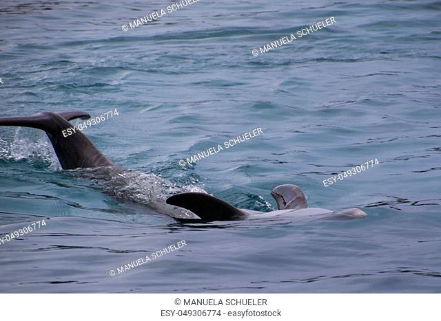 Dolphin - Delphinidae - photographed in October in Curacao
