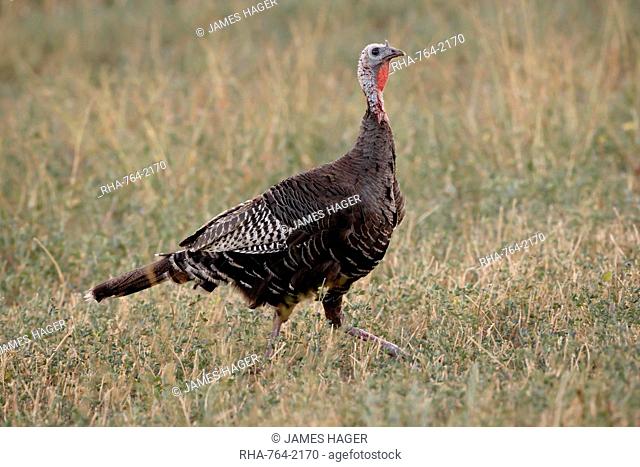 Wild turkey Meleagris gallopavo hen, Stillwater County, Montana, United States of America, North America