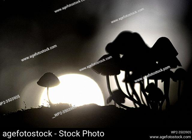 Mushroom, Mycena sp