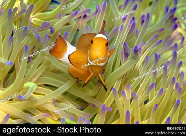 Fake Clownfish , in (Heteractis magnifica), Andaman Sea, Mu Ko Similan National Park, Similan Islands, Phang Nga Province, Thailand, Asia