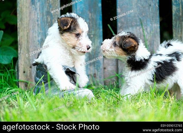 6 week old tricolor fox terrier puppy playing outside in the grass in the garden