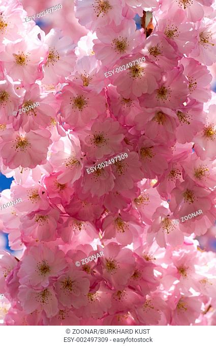 Flowering Cherry