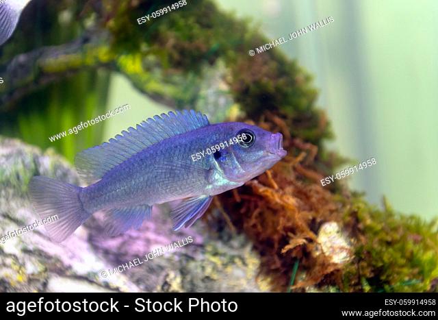 A Blue Malawai Cichlid Juvenile in a home aquarium