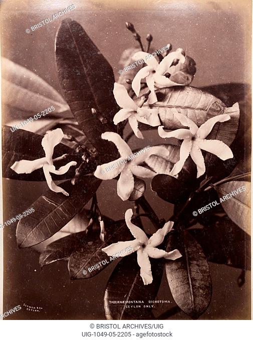 Rare flower of Sri Lanka