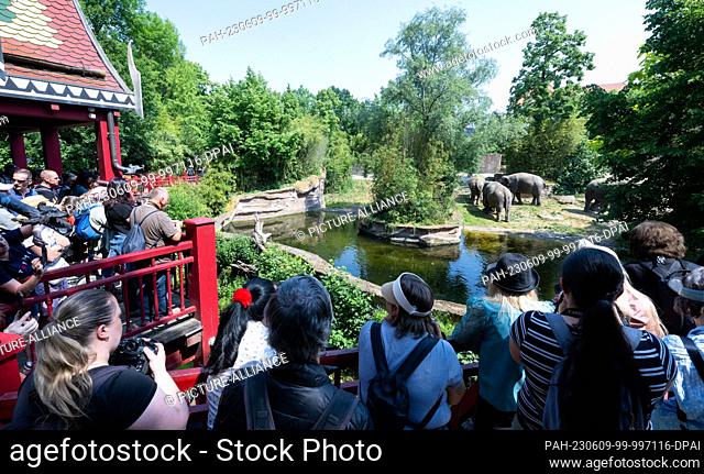 09 June 2023, Saxony, Leipzig: Visitors to Leipzig Zoo watch the christening of the youngest elephant in the Leipzig herd