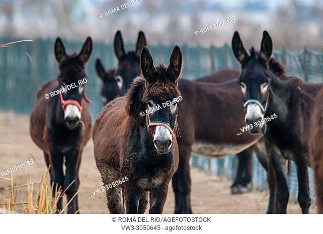 group of donkeys, Equus asinus, looking at the camera, Delta Ebro, Catalonia, Spain