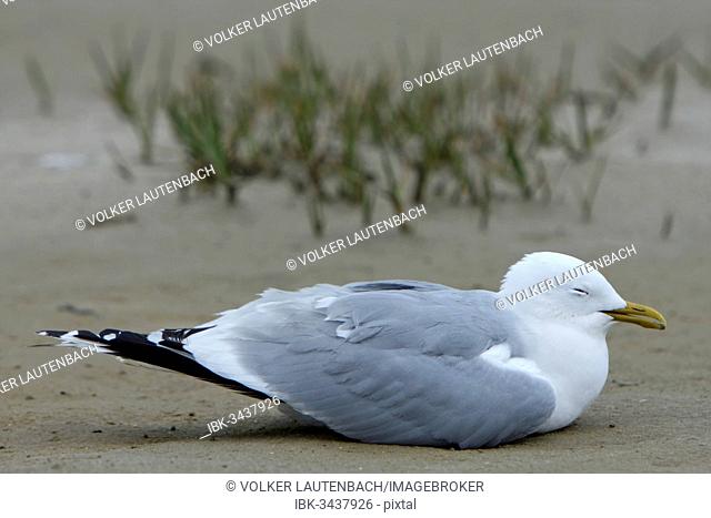 Commomn Gull (Larus canus) acting apathetic and having coordination difficulties due to a thiamine deficiency, deficiency through environmental toxins