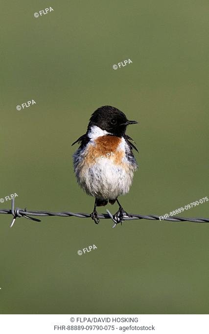 Common Stonechat male on barbed wire fence