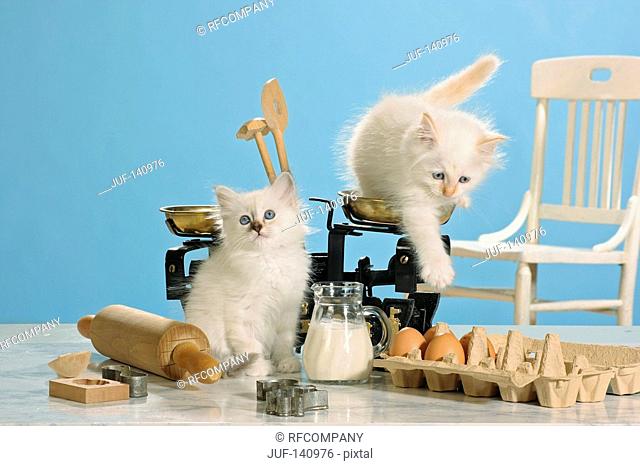 bad habit: Sacred cat of Burma - two kittens on table between eggs and milk