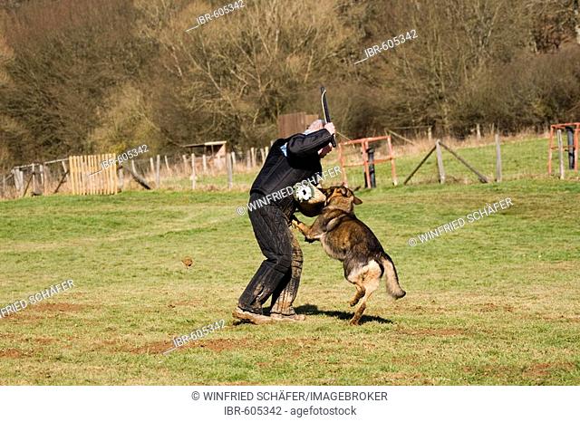 Man training a German shepherd dog in protective behavior in Daun, Vulkaneifel, Germany, Europe