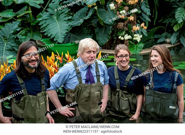 Boris Johnson, Mayor of London wears waders to plant Victoria Amazonica waterlilies, hybrid waterlilies and lotus plants at the Prince of Wales Conservatory in...