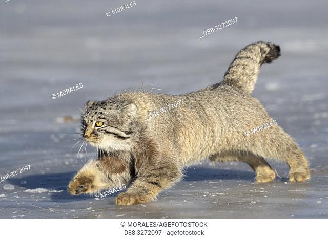 Asia, Mongolia, East Mongolia, Steppe area, Pallas's cat (Otocolobus manul), moving, running