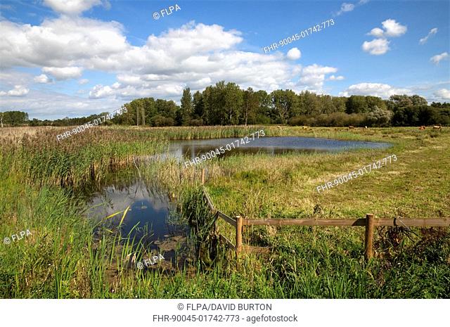 View of wetland habitat with open water and reedbed, Sculthorpe Moor Nature Reserve, Wensum Valley, Norfolk, England, august