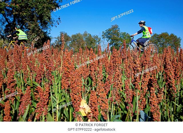 CYCLISTS IN FRONT OF A FIELD OF SORGHUM, THE 'LOIRE A VELO' CYCLING ITINERARY, THE GRAND MOULIN NEAR TOURS, INDRE-ET-LOIRE 37, FRANCE
