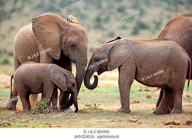 African Elephant, (Loxodonta africana), adult and youngs feeding, Addo Elephant Nationalpark, Eastern Cape, South Africa, Africa