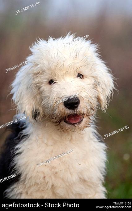 Old English Sheepdog Puppy portrait