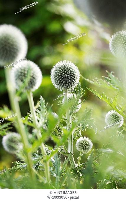 Close up of green globe thistles in a garden