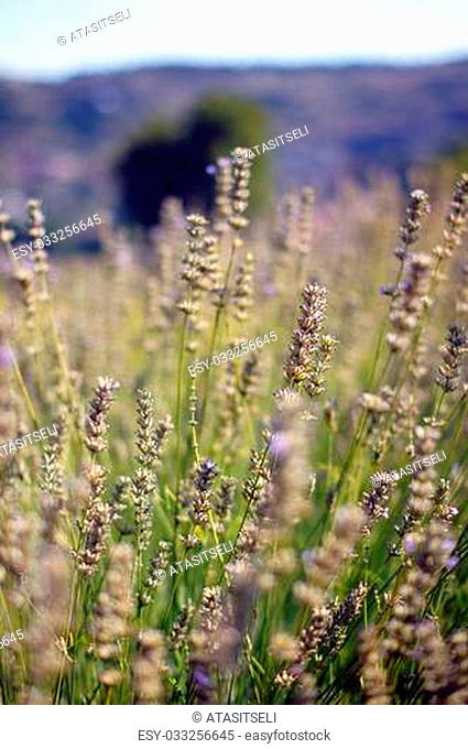 Field of Lavander plant with flowers