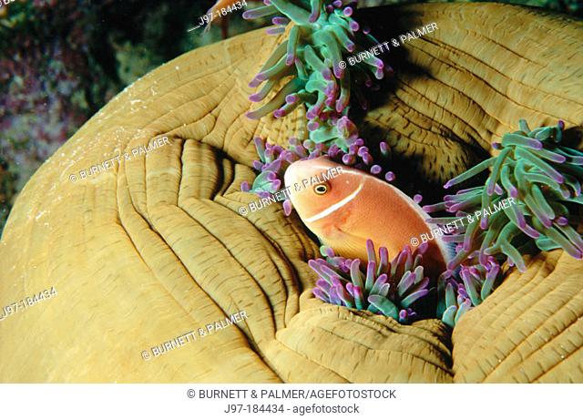 Pink Clownfish (Amphiprion perideraion) with Sea Anemone. Papua New Guinea