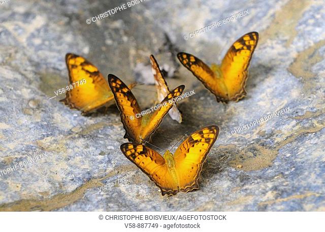 Wild butterflies, Tham Khang caves, Muang Ngoi region, Luang Prabang province, Laos