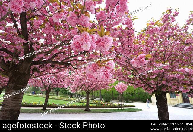 23 April 2022, Bavaria, Würzburg: Visitors to the courtyard garden of the residence walk under blooming Japanese ornamental cherries