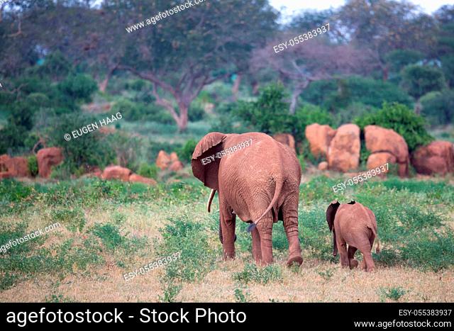 The large family of red elephants on their way through the Kenyan savanna.