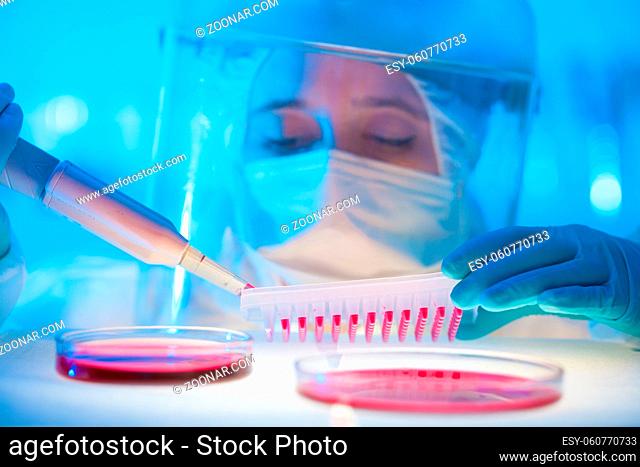 Focused life science professional pipetting human serum media containing Ebola infected human cells from petri dish to microtiter plate
