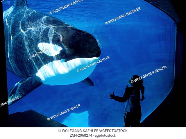 USA, CALIFORNIA, SAN DIEGO, SEA WORLD, KILLER WHALE (ORCA) UNDERWATER, GIRL, 2006