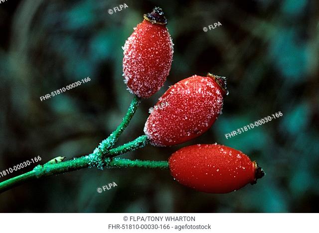 Dog Rose Rosa canina Frosted hips