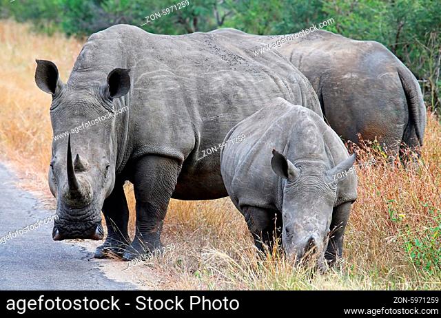Breitmaulnashörner im Kruger Nationalpark, Südafrika, Breitlippennashörner, white rhinoceroses, Ceratotherium simum