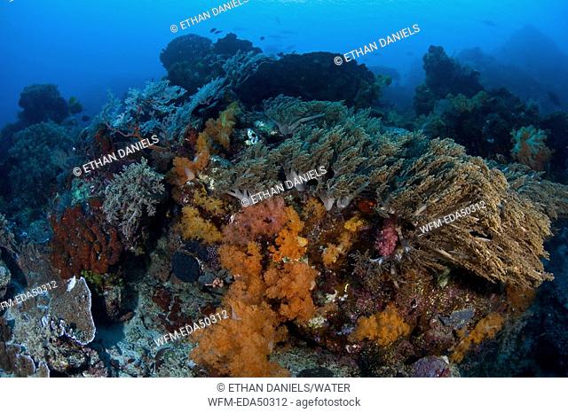 Coral Reef, Komodo, Indonesia