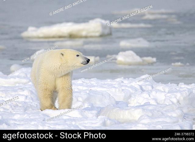 Polar bear (Ursus maritimus) standing at the floe edge from the sea ice, Churchill, Manitoba, Canada